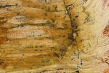 Strelley Pool Stromatolite Slab - Billion Years Old #150673-1